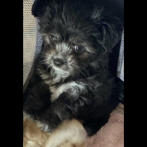 Maltese - Both