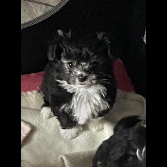Maltese - Both