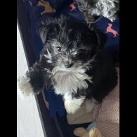 Maltese - Both