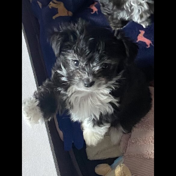 Maltese - Both