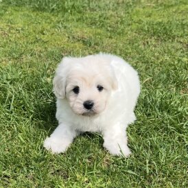 Maltipoo - Dogs