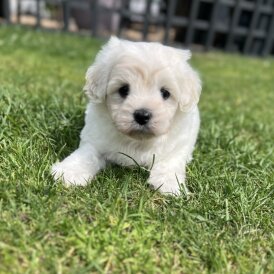 Maltipoo - Dogs