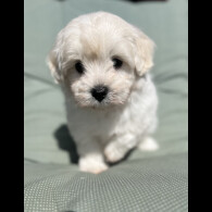 Maltipoo - Dogs