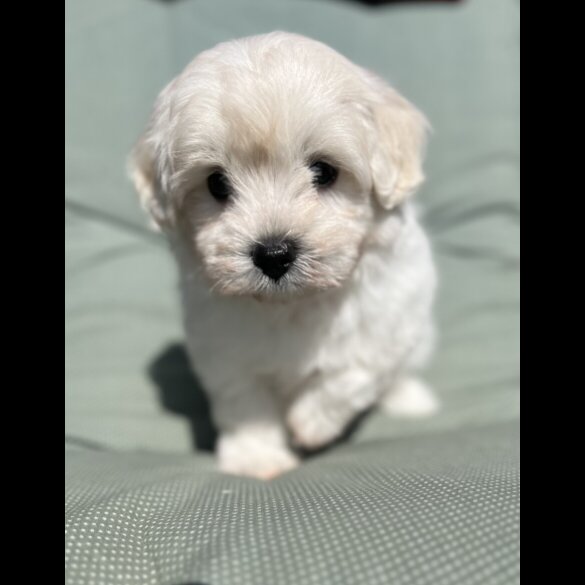 Maltipoo - Dogs