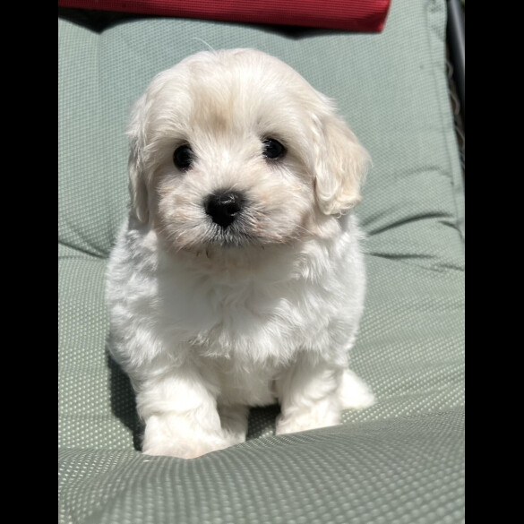 Maltipoo - Dogs