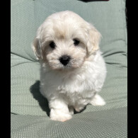 Maltipoo - Dogs