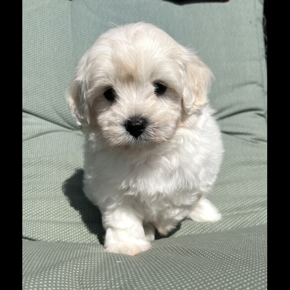 Maltipoo - Dogs