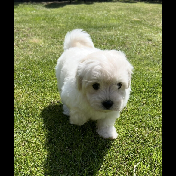 Maltipoo - Dogs