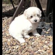 Maltipoo - Dogs