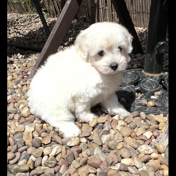Maltipoo - Dogs
