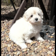 Maltipoo - Dogs