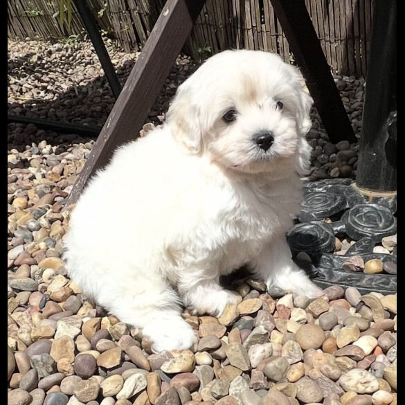 Maltipoo - Dogs