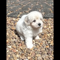 Maltipoo - Dogs