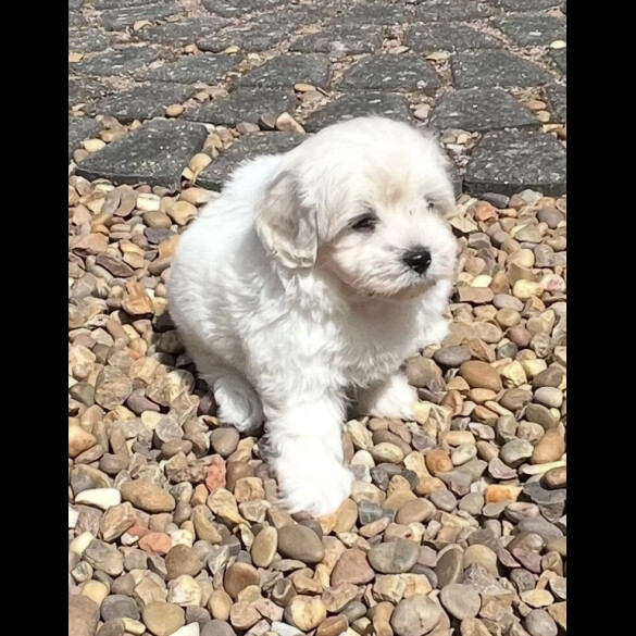Maltipoo - Dogs