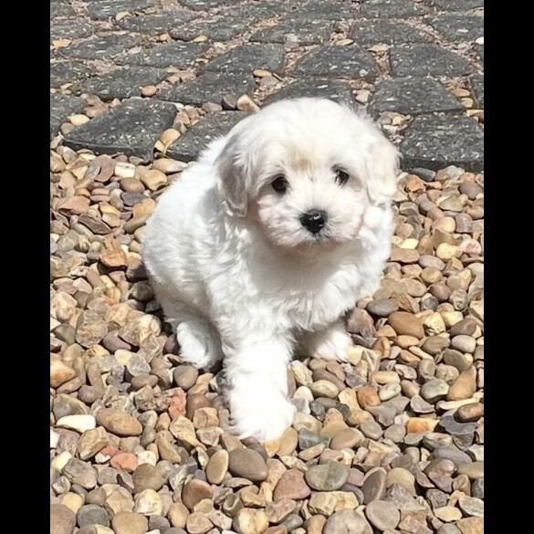 Maltipoo - Dogs