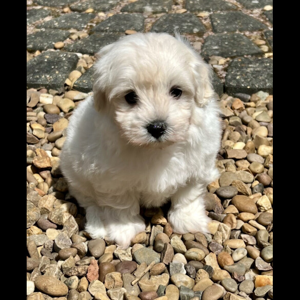 Maltipoo - Dogs