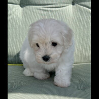 Maltipoo - Dogs