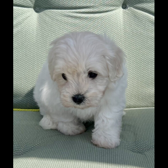 Maltipoo - Dogs