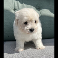 Maltipoo - Dogs