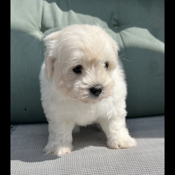 Maltipoo - Dogs