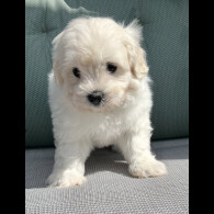 Maltipoo - Dogs