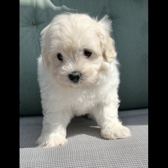 Maltipoo - Dogs