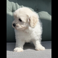 Maltipoo - Dogs