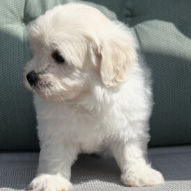 Maltipoo - Dogs