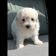 Maltipoo - Dogs