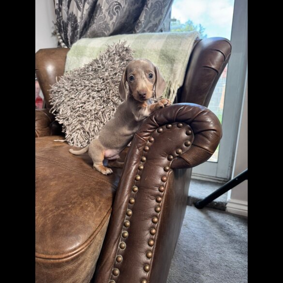 Dachshund (Standard &amp; Miniature) - Both