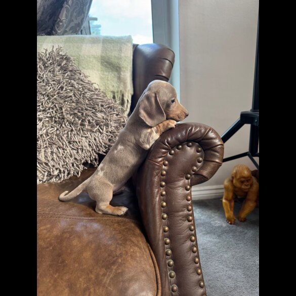Dachshund (Standard &amp; Miniature) - Both