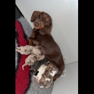 Dachshund (Standard &amp; Miniature) - Both