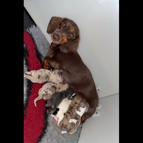 Dachshund (Standard &amp; Miniature) - Both