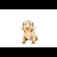 Dachshund (Standard &amp; Miniature) - Both