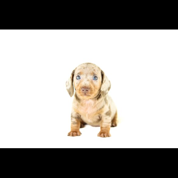 Dachshund (Standard &amp; Miniature) - Both