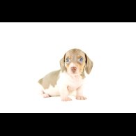 Dachshund (Standard &amp; Miniature) - Both