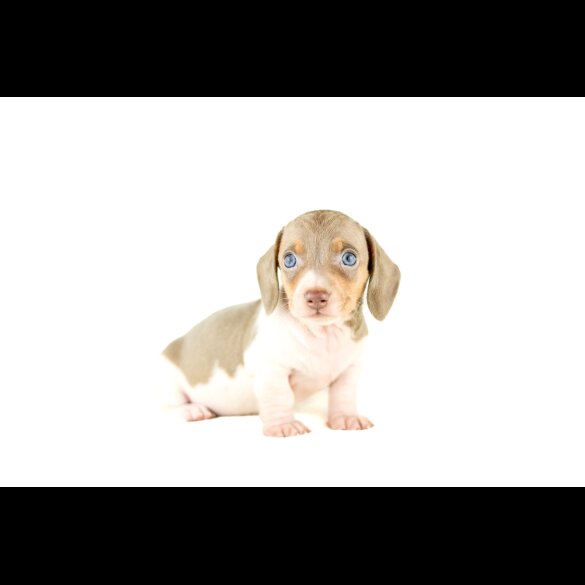 Dachshund (Standard &amp; Miniature) - Both