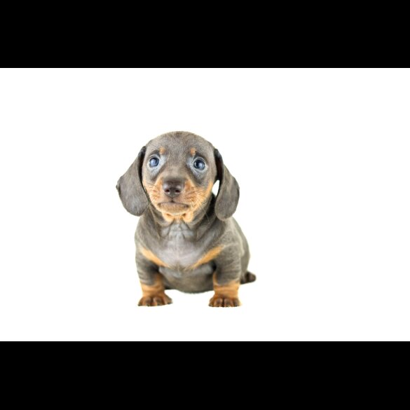Dachshund (Standard &amp; Miniature) - Both