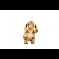 Dachshund (Standard &amp; Miniature) - Both
