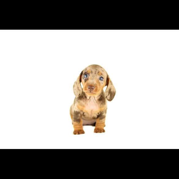 Dachshund (Standard &amp; Miniature) - Both
