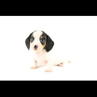 Dachshund (Standard &amp; Miniature) - Both