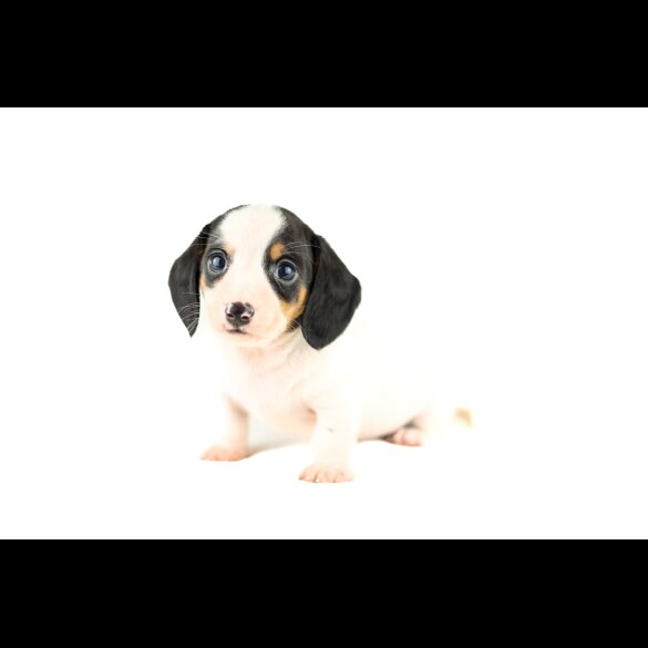 Dachshund (Standard &amp; Miniature) - Both