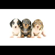 Dachshund (Standard &amp; Miniature) - Both