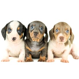Dachshund (Standard &amp; Miniature) - Both