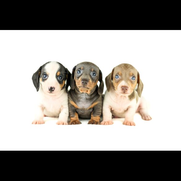 Dachshund (Standard &amp; Miniature) - Both