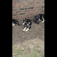 Mixed Breed - Both