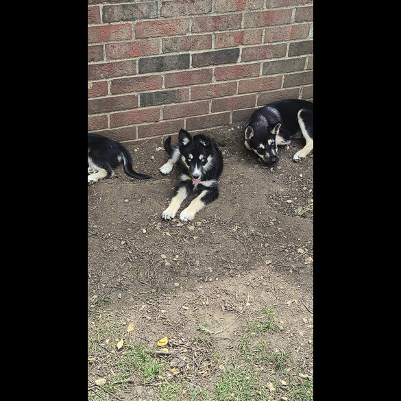 Mixed Breed - Both