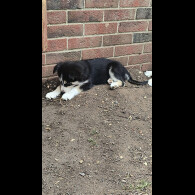 Mixed Breed - Both