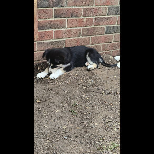 Mixed Breed - Both