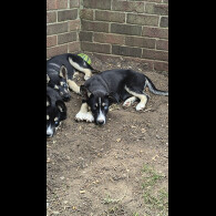 Mixed Breed - Both